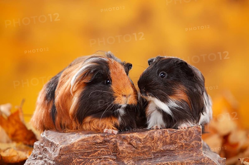 Two Sheltie guinea pigs side by side on stone