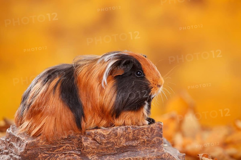 Sheltie guinea pig on stone