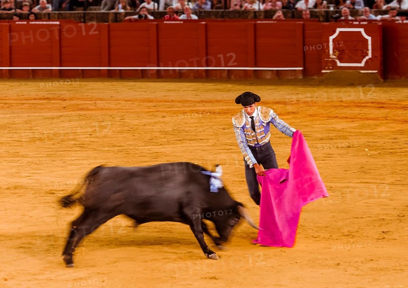 Racing bull with matador