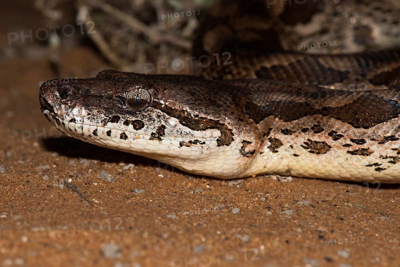 Madagascar Carboa (Acrantophis dumerili)