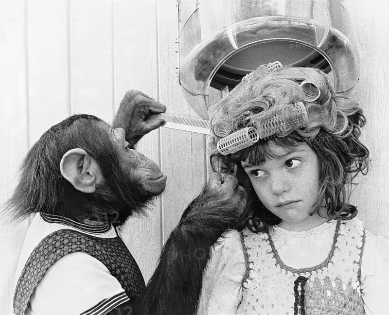 Schimanse combs a girl