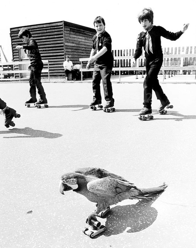 Children and parrots roller-skating