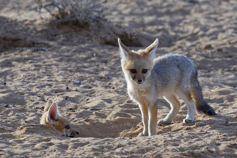 Young Cape foxes (Vulpes chama) at burrow entrance