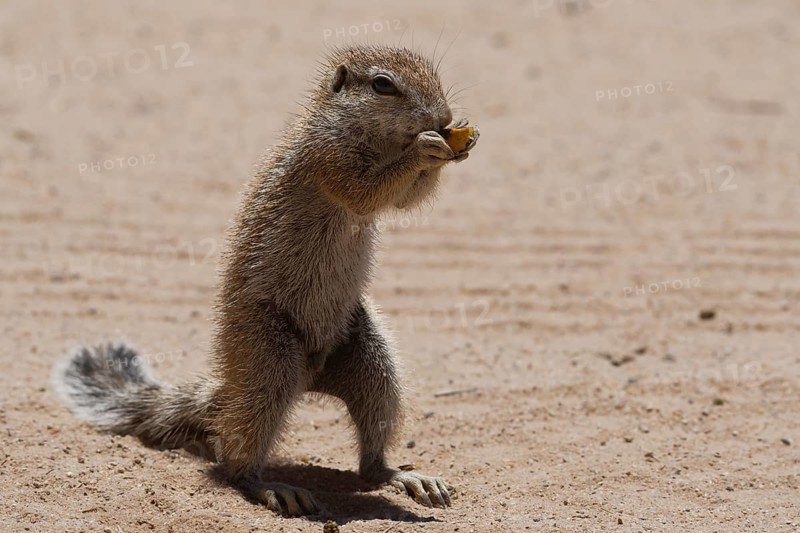 Cape ground squirrel (Xerus inauris)