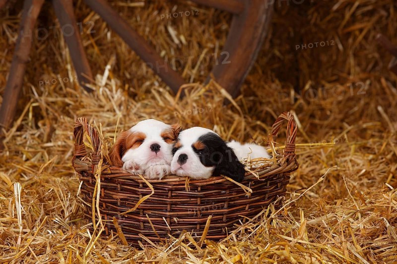 Cavalier King Charles Spaniel