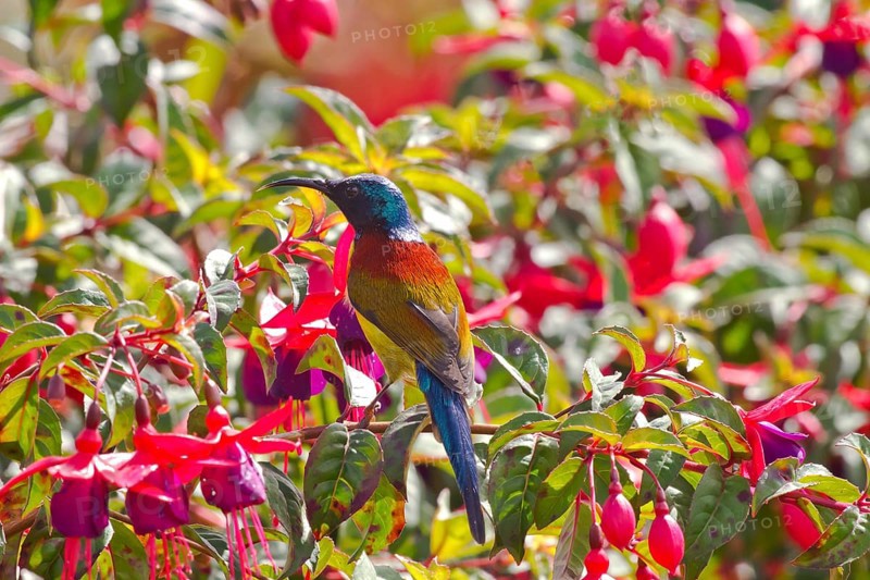 Green-tailed Sunbird (Aethopyga nipalensis)