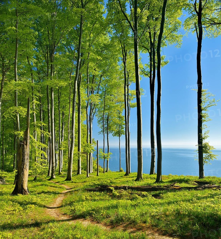 Hiking trail through beech forest on the high bank above the chalk cliffs in spring