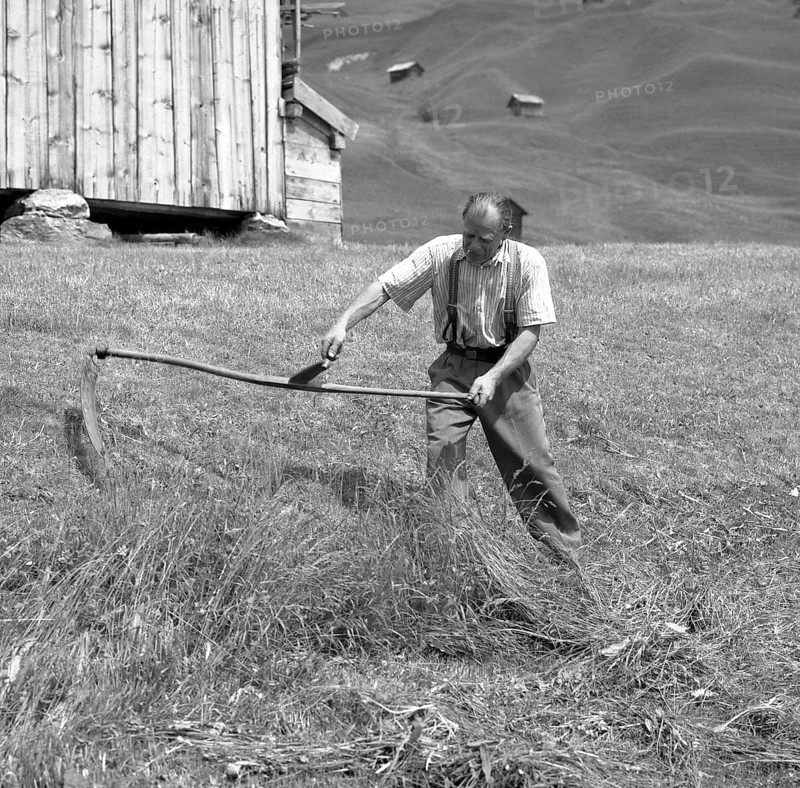 Man mowing cereals