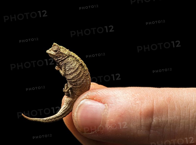 Chameleon