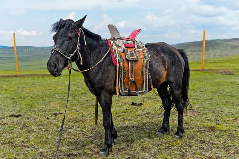 Tamed horse of a nomad with traditional saddle in the steppe