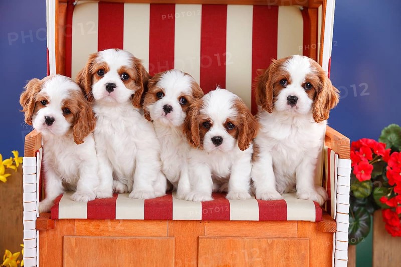 Cavalier King Charles Spaniel