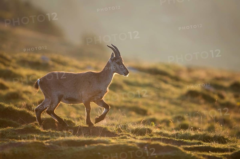 Alpine Ibex (Capra ibex) backlit in the morning