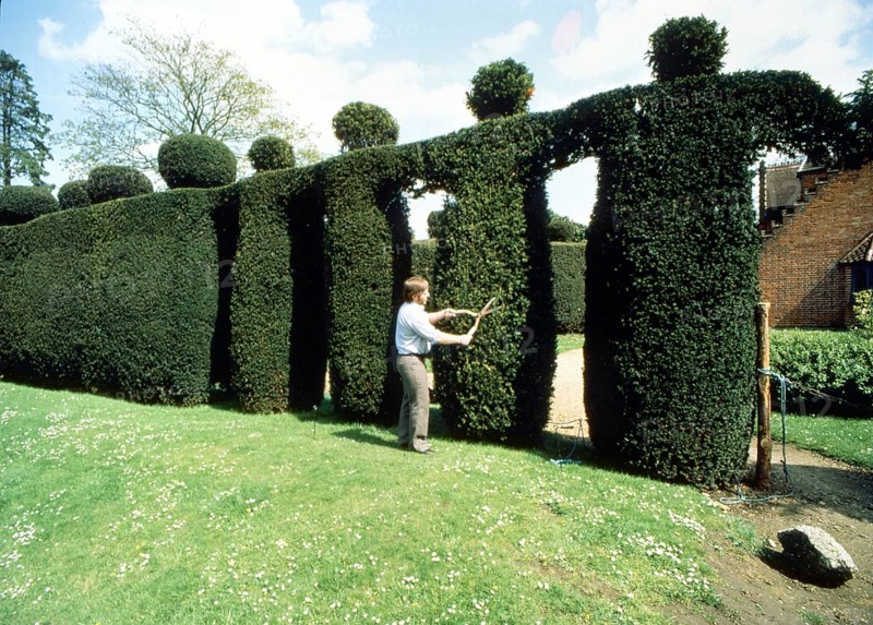 Gardener cuts human figures from a hedge