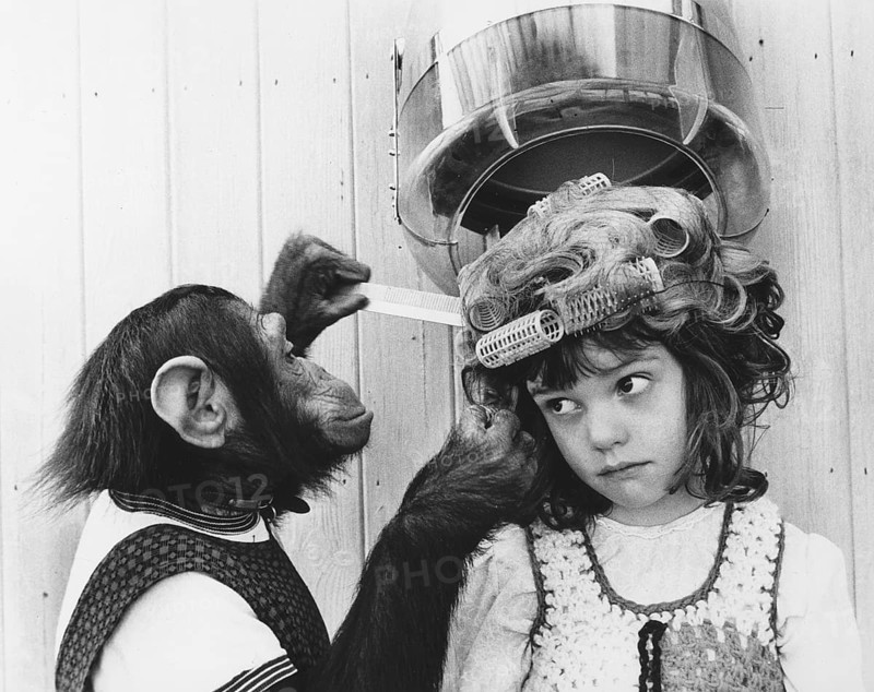 Chimpanzee as a hairdresser