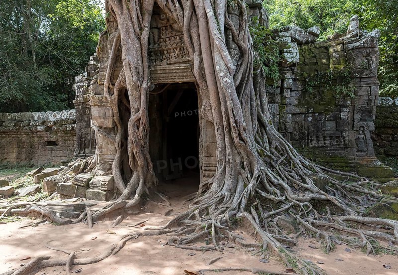 Third eastern gopura with strangler fig at Ta Som Temple