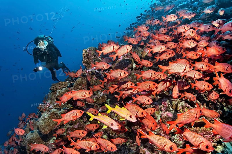 Diver observes swarm Pinecone soldierfishes (Myripristis murdjan) on reef