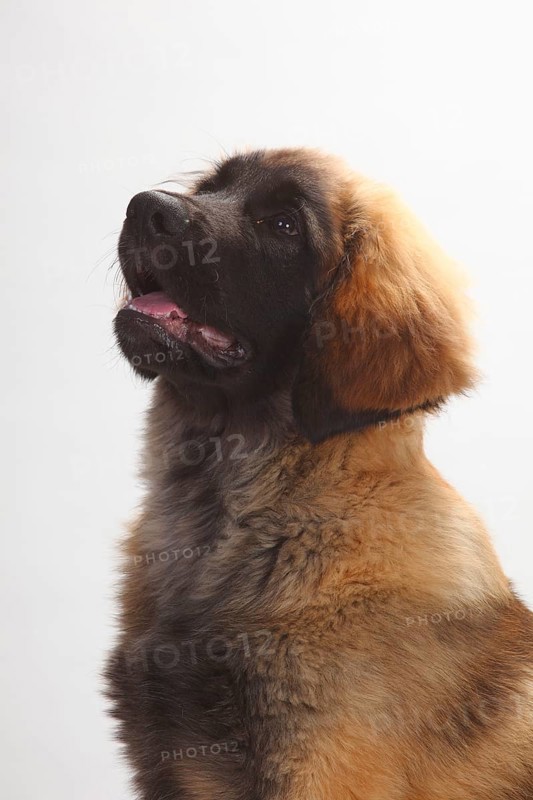 Leonberger