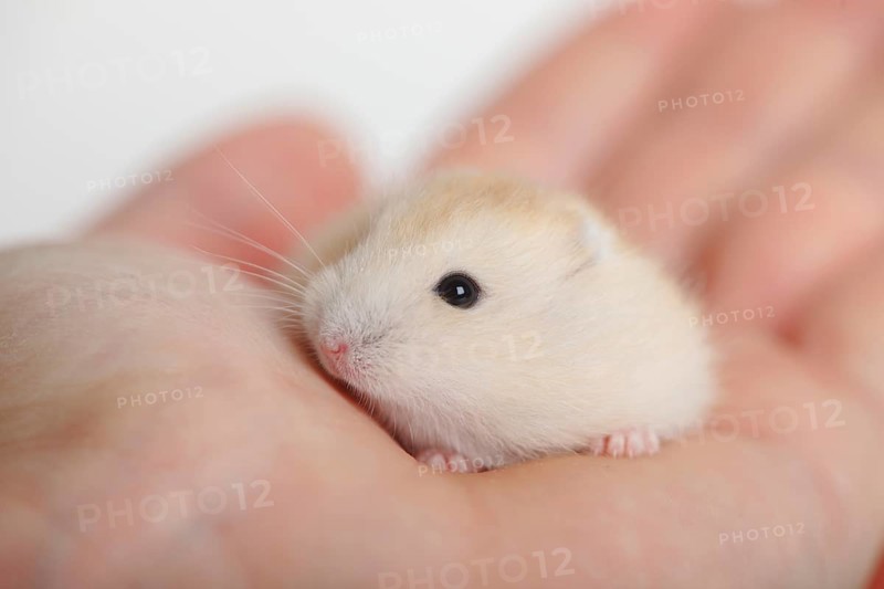 Djungarian hamster (Phodopus sungorus)