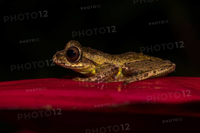 Madagascar frog (Boophis idae) sits on leaf