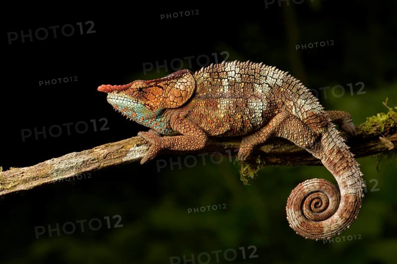 Cryptic chameleon (Calumma crypticum)
