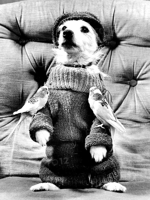 Dog posing in pullover with two budgies