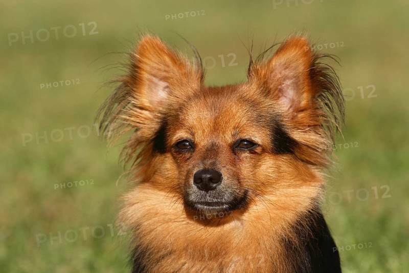 Papillon Yorkshire Mongrel