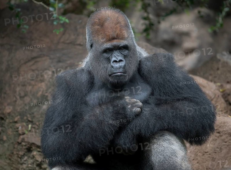 Silverback