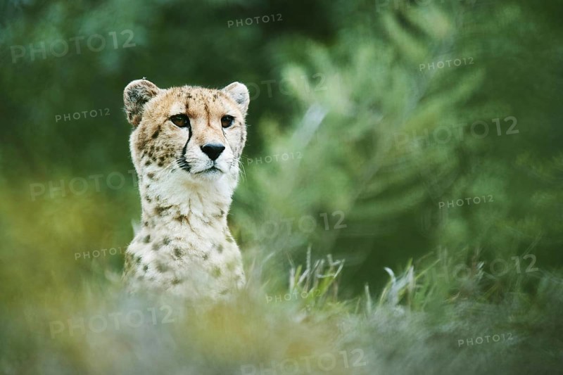 Cheetah (Acinonyx jubatus)