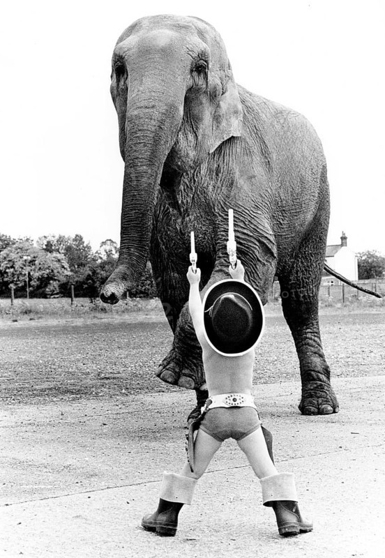 Child disguised as a cowboy playing with elephant