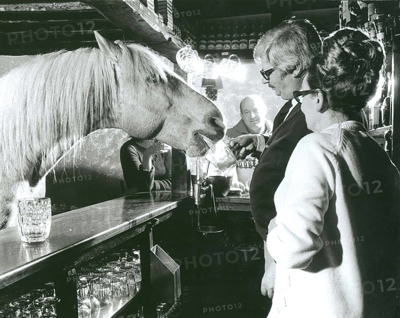 Horse drinks at a pub