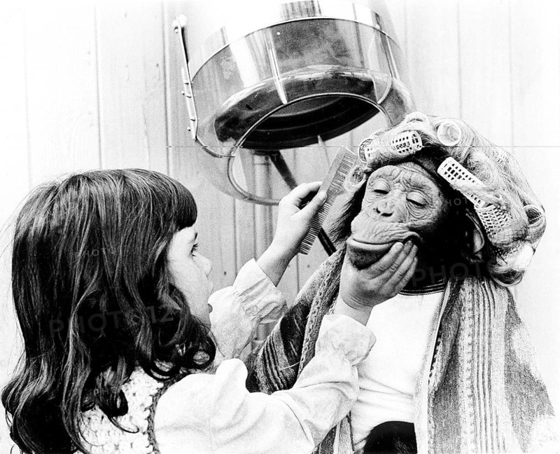 Girl combing chimpanzee with curlers at the hairdresser's