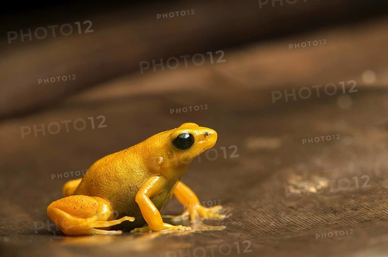 Golden mantella (Mantella aurantiaca) sits on leaf