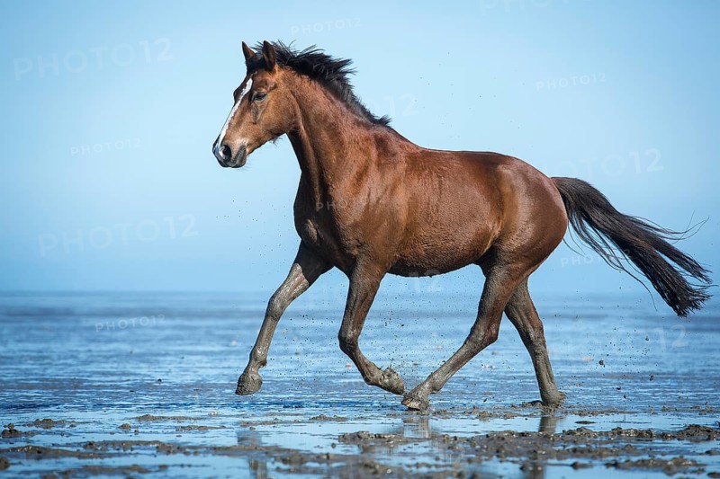 Brown horse