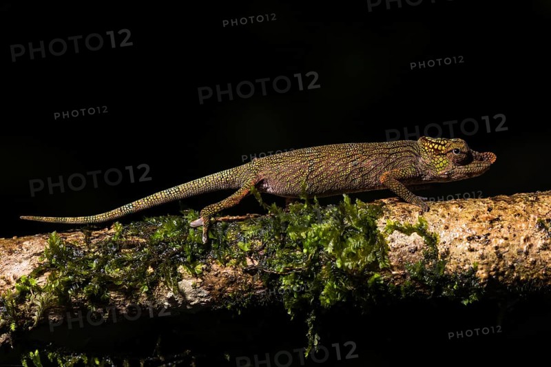 Calumma nasutum (Calumma nasutum)