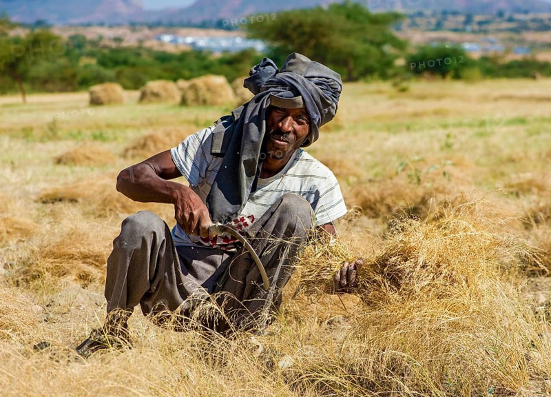 Farmer harvesting Teff (Eragrostis tef) with the sickle