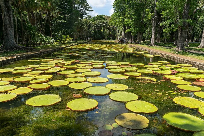 Pond with Victorias (Victoria)
