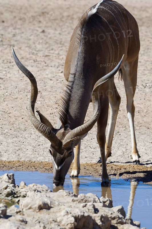 Greater kudu (Tragelaphus strepsiceros)
