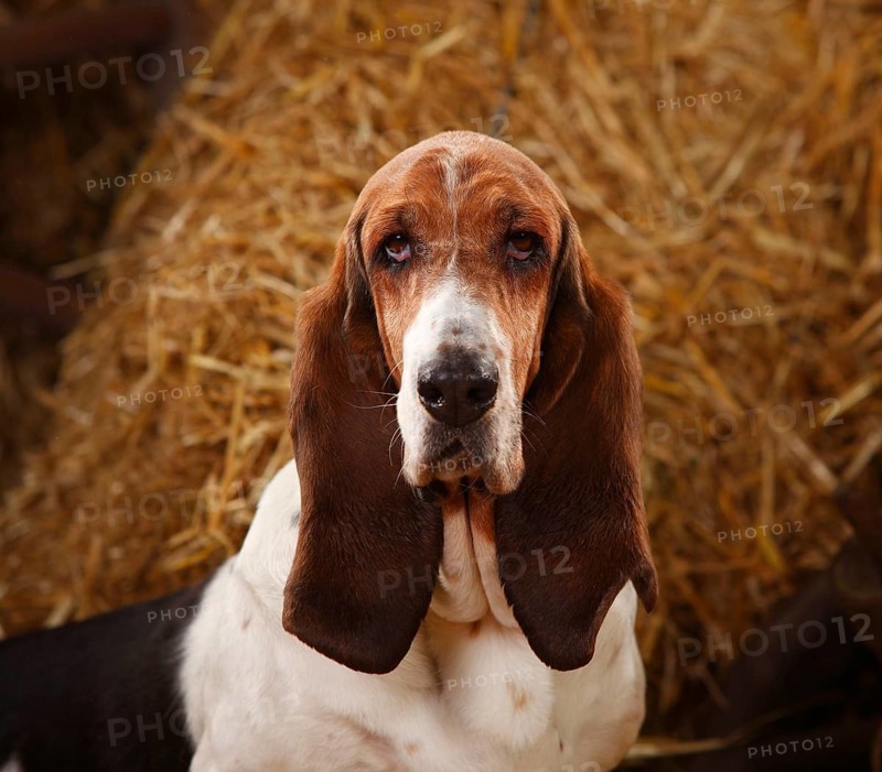 Basset Hound