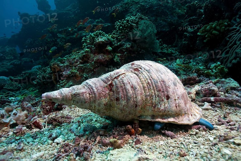 Triton's trumpet Snail (Charonia tritonis)
