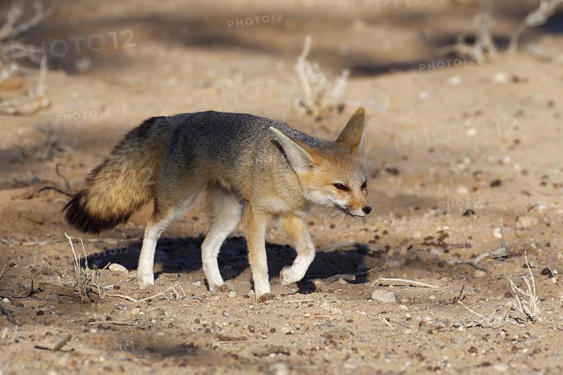 Cape fox (Vulpes chama)