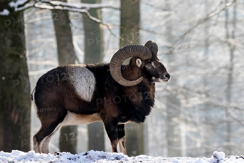 European mouflon (Ovis orientalis musimon)