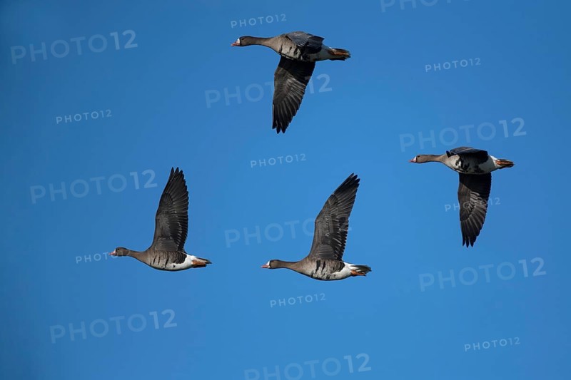 Greater white-fronted geese (Anser albifrons) in flight