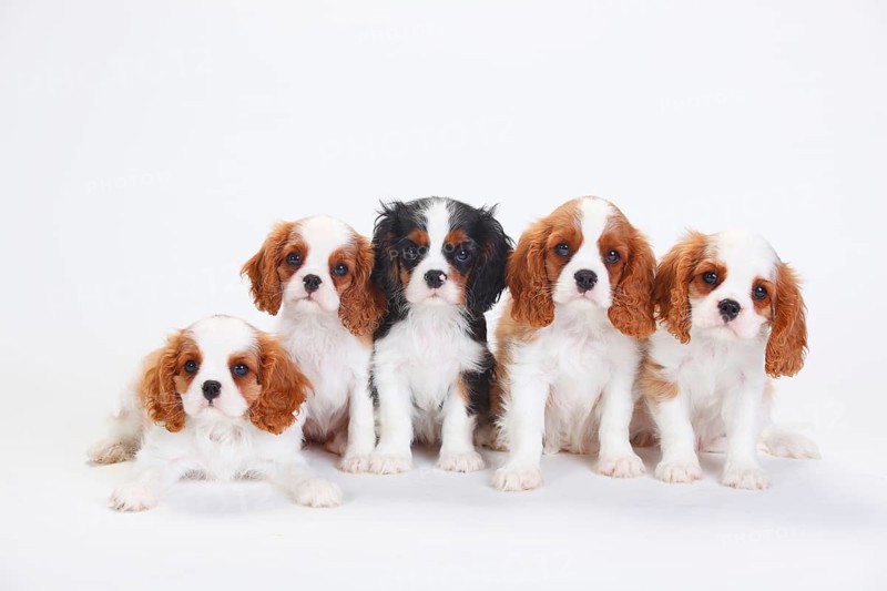 Cavalier King Charles Spaniel