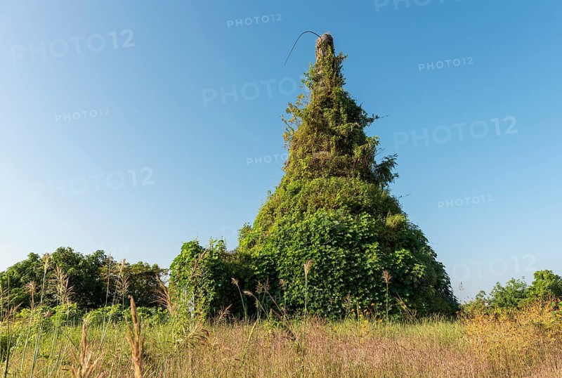 Overgrown stupa at Min-kha-maung Temple