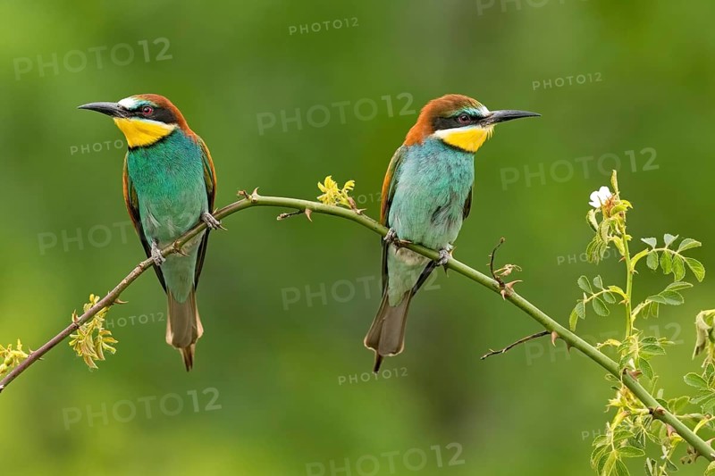 Bee-eater (Merops apiaster)