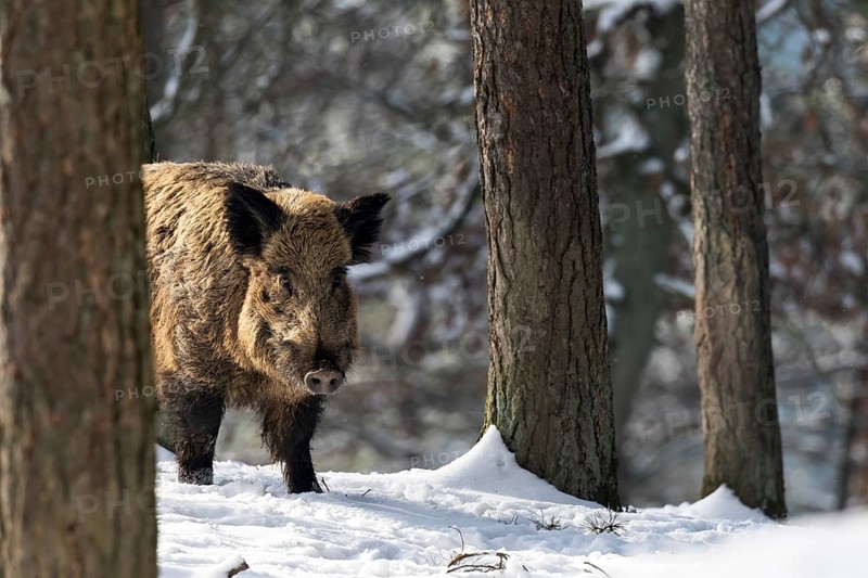 Wild boar (Sus scrofa)