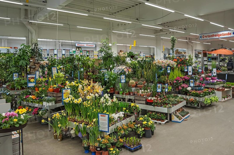 Flowering spring flowers