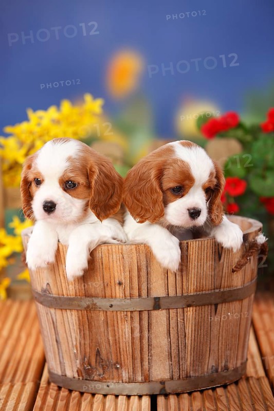 Cavalier King Charles Spaniel