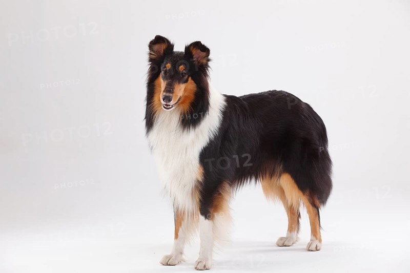 Longhair collie