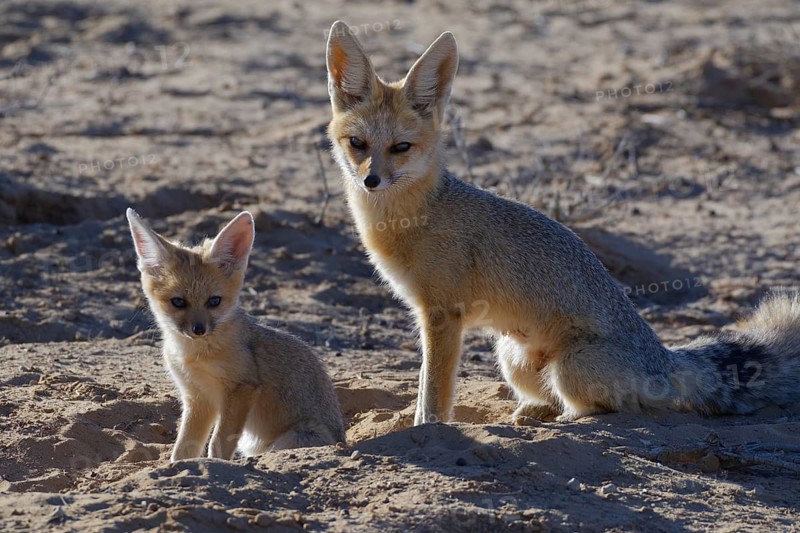 Cape foxes (Vulpes chama)